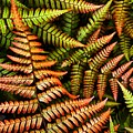 Ferns